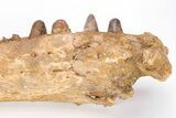Cretaceous Crocodile Jaw with Composite Teeth - Morocco #61487-1